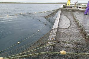 定置網_北隆丸_オホーツク活魚