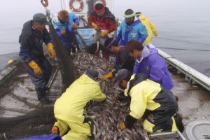 水揚げ_北隆丸_オホーツク活魚