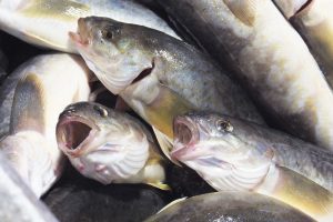 猿払産ほっけ_北隆丸_オホーツク活魚