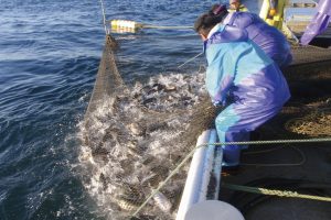 水揚げ_北隆丸_オホーツク活魚