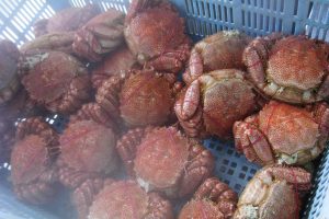 オホーツク流氷明け毛蟹