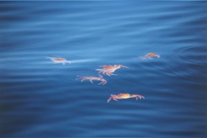 オホーツク流氷明け毛蟹の資源保護