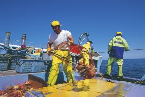 かご漁で水揚げされるオホーツク流氷明け毛蟹かご漁