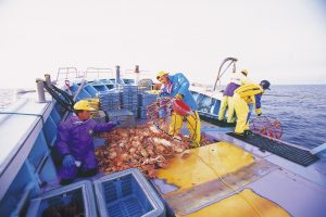 かご漁で水揚げされるオホーツク流氷明け毛蟹かご漁