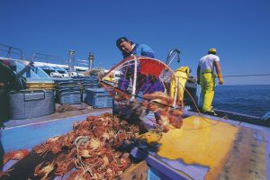 かご漁で水揚げされるオホーツク流氷明け毛蟹かご漁