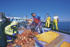 かご漁で水揚げされるオホーツク流氷明け毛蟹かご漁