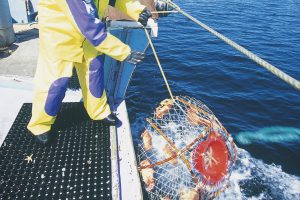 かご漁で水揚げされるオホーツク流氷明け毛蟹かご漁