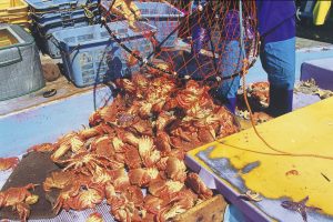 かご漁で水揚げされるオホーツク流氷明け毛蟹かご漁