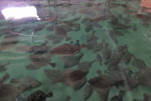 黒頭カレイ_オホーツク活魚
