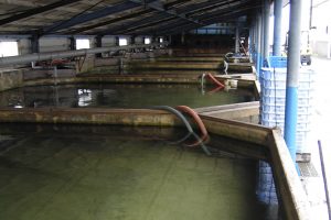 活魚センタ－外イケス_北隆丸_オホーツク活魚
