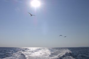 枝幸町_北隆丸_オホーツク活魚