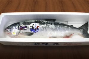 オホーツク活魚_船上活〆めじか鮭『隆神』