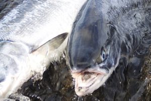 オホーツク活魚_船上活〆めじか鮭『隆神』