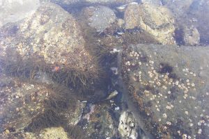 クリオネ_北隆丸_オホーツク活魚