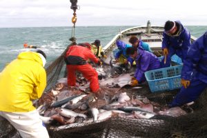 北隆丸_定置網水揚げ_オホーツク活魚