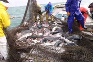 北隆丸_定置網水揚げ_オホーツク活魚