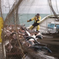 北隆丸_定置網水揚げ_オホーツク活魚