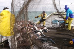 北隆丸_定置網水揚げ_オホーツク活魚