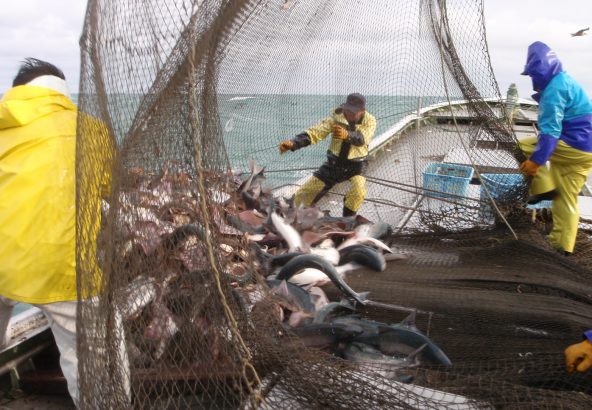 北隆丸_定置網水揚げ_オホーツク活魚