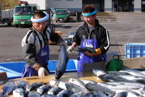 北隆丸_定置網水揚げ_オホーツク活魚