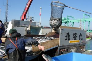 北隆丸_定置網水揚げ_オホーツク活魚