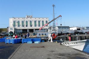 北隆丸_定置網水揚げ_オホーツク活魚