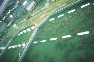 オホーツク活魚_活魚センター内イケ