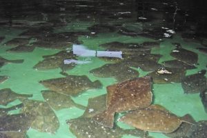 カレイ_北隆丸_オホーツク活魚