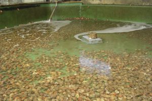 青ツブ_北隆丸_オホーツク活魚