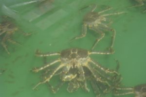 タラバガニ__北隆丸_オホーツク活魚