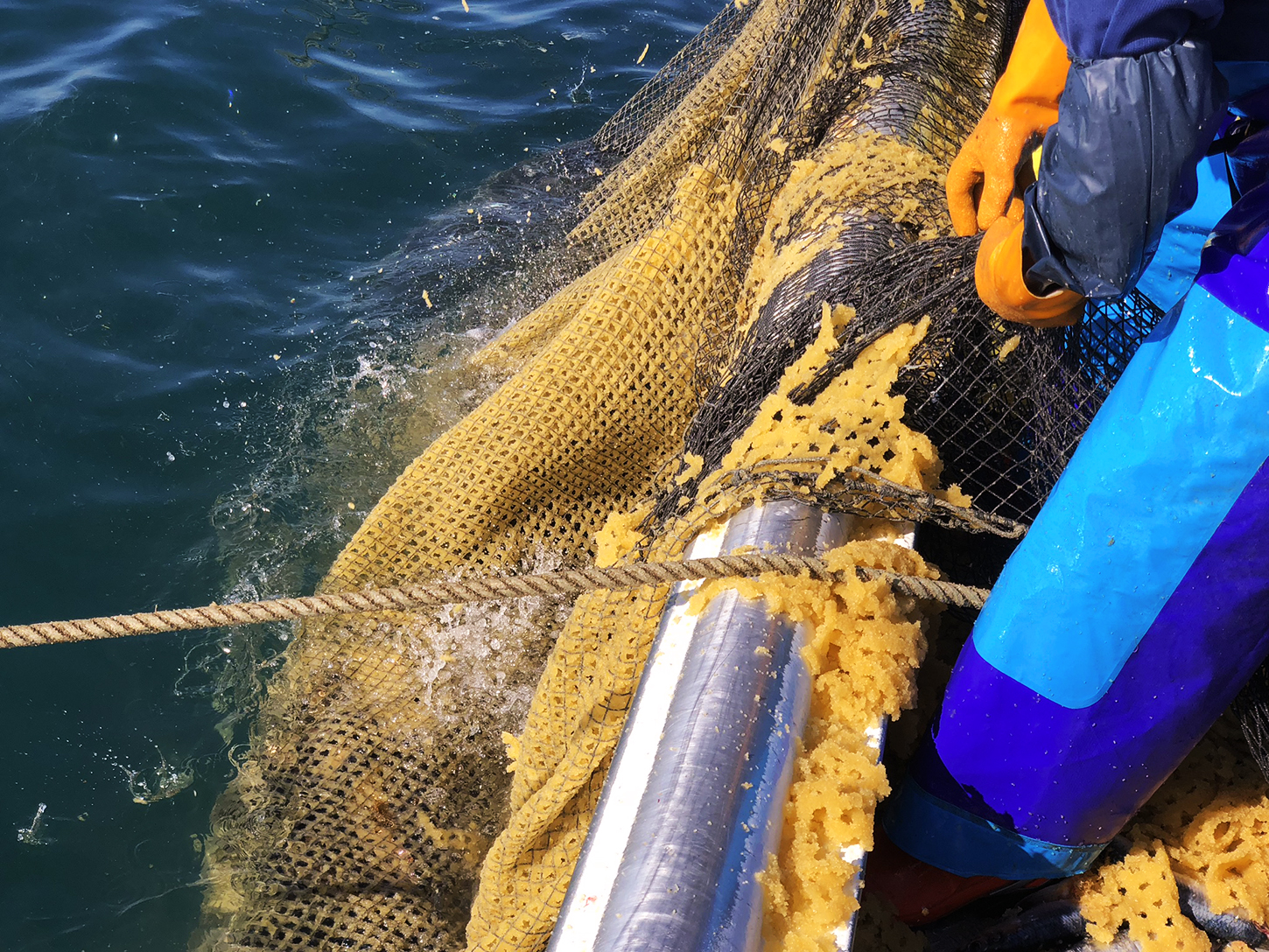 137　北海道　鰊漁實況繪葉書　鯨漁実況絵葉書　北海道鰊漁業　タトウ　戦前　絵葉書　古い絵はがき　検 町並み 風景 名所 名勝 今月のテーマ：日本の伝統～漁業編～「北海道のニシン漁」