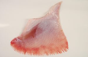 オホーツク活魚_剥きカスベヒレ