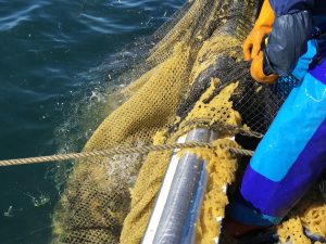 オホーツク活魚_定置網にしん漁