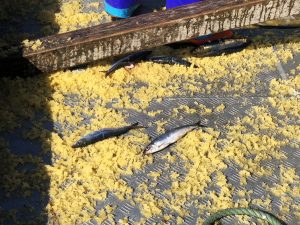 オホーツク活魚_定置網にしん漁