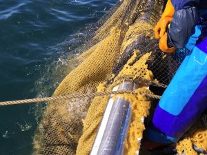 オホーツク活魚_にしん漁