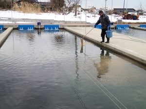 オホーツク活魚_めじか鮭交流