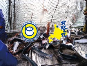 オホーツク活魚