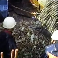 オホーツク活魚_底引き網_動画