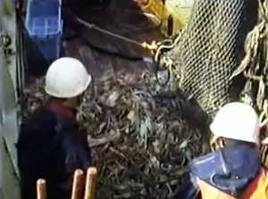 オホーツク活魚_底引き網_動画