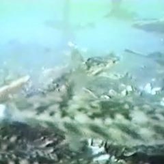 オホーツク活魚_水中生簀_動画