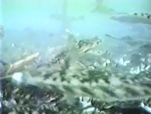 オホーツク活魚_水中生簀_動画
